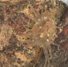 Silver Spotted Anemone thumbnail 3