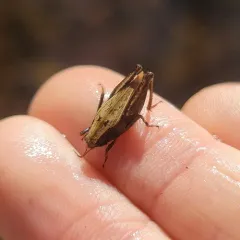 Black-sided Pygmy Grasshopper thumbnail 3