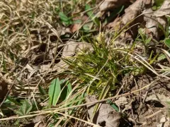 parasol sedge thumbnail 3
