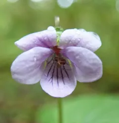 dwarf marsh violet thumbnail 4