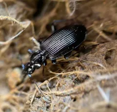 Proper Platynus Beetle thumbnail 3