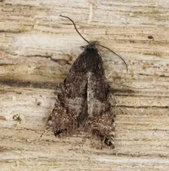 Speckled Sereda Moth thumbnail 4