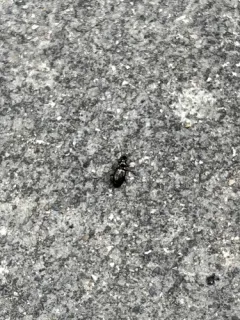 Bembidion lampros thumbnail 4