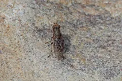 Atrichomelina pubera thumbnail 3