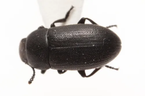 Blapstinus substriatus