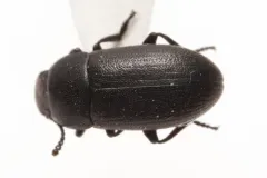 Blapstinus substriatus thumbnail 1