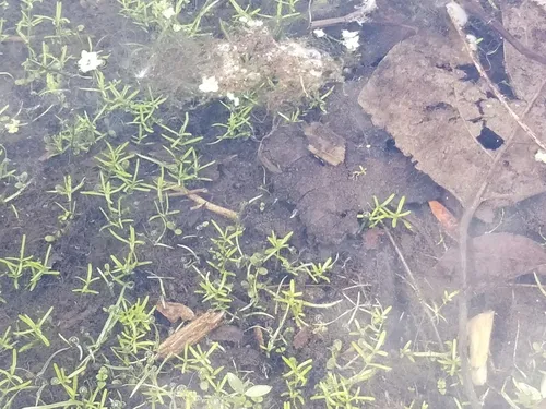 Large Water-starwort