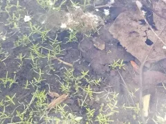Large Water-starwort thumbnail 1