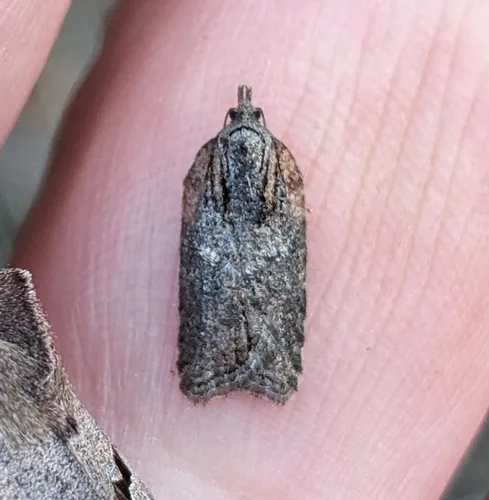 Acleris pulverosana