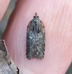 Acleris pulverosana thumbnail 1