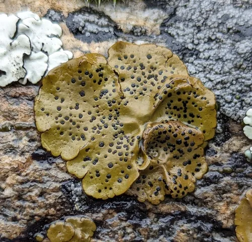 Emery Rocktripe Lichen