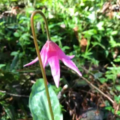 Coast Fawn Lily thumbnail 3