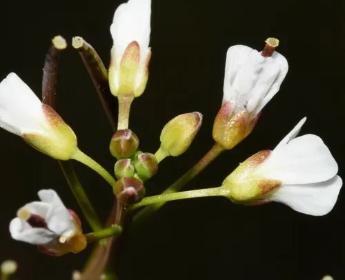 Western Bittercress