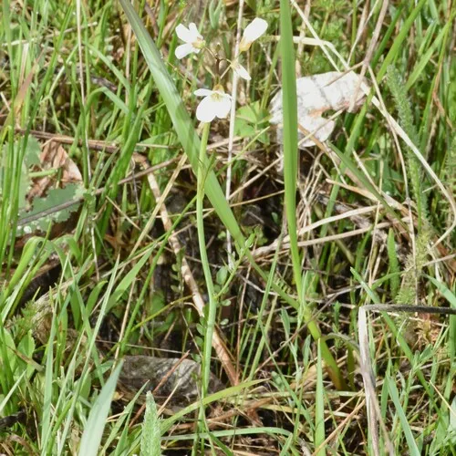 Willamette Valley Bittercress