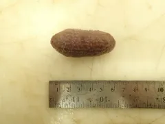 Barth's Sea Cucumber thumbnail 2