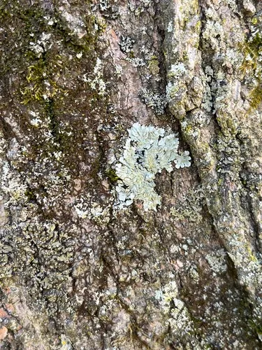 mustard lichen