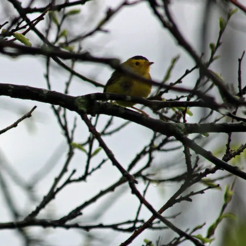 Wilson's Warbler