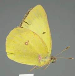 Giant Sulphur thumbnail 4