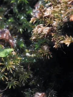 Olive Beard Moss thumbnail 3