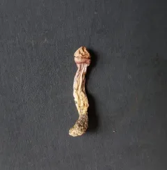 Cortinarius emunctus thumbnail 3