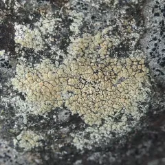 Granite-speck Rim Lichen thumbnail 2