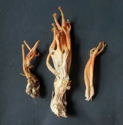 Ramaria conjunctipes thumbnail 2