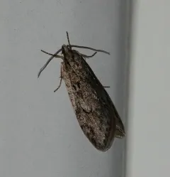Pale Semioscopis thumbnail 3