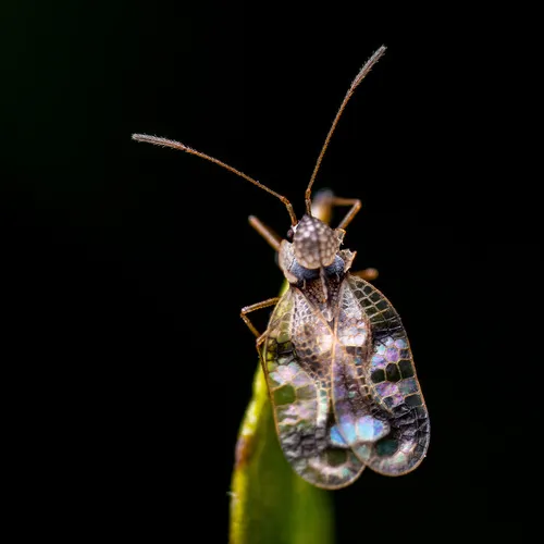 Andromeda Lace Bug