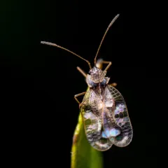Andromeda Lace Bug thumbnail 1