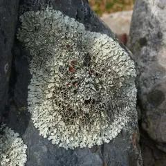 Narrow-lobed Rock-shield thumbnail 2