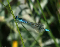 Prairie Bluet thumbnail 3
