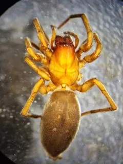 Neglected Ground Hunter Spider thumbnail 2