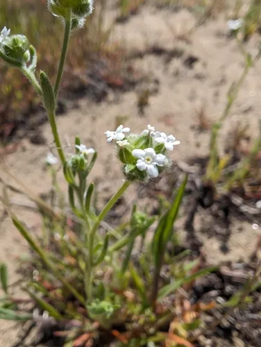 Wingnut Cryptantha