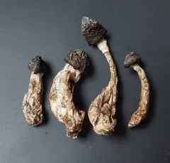 Cortinarius aptecohaerens thumbnail 4