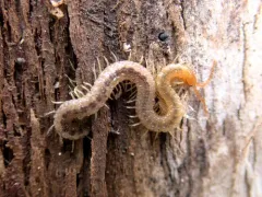 Diamondback Soil Centipede thumbnail 4