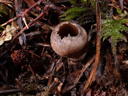 Neournula nordmanensis