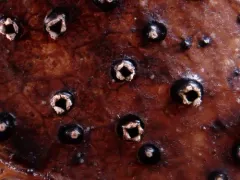 Phacidium lacerum thumbnail 2