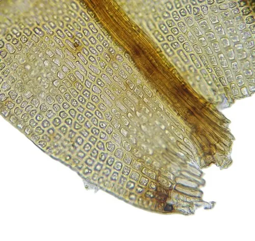 Schistidium crassithecium