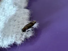 Common Hackberry Agrilus thumbnail 2