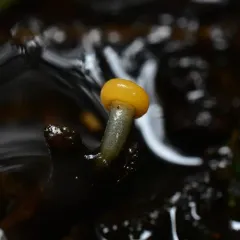 water club mushroom thumbnail 4