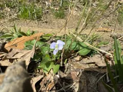 Missouri Violet thumbnail 4