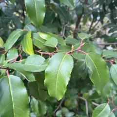 Portuguese laurel thumbnail 3