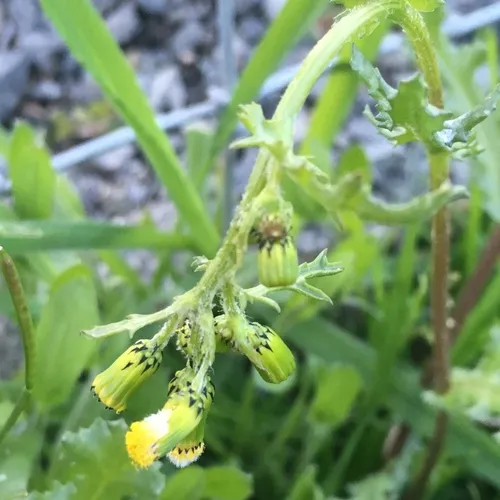 common groundsel