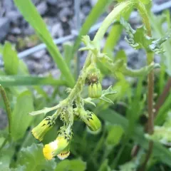 common groundsel thumbnail 1