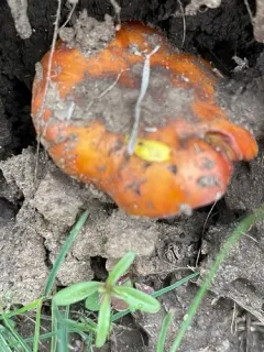 Pholiota foedata thumbnail 3