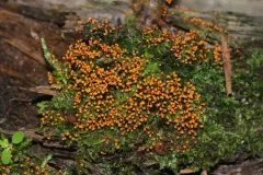 Physarum psittacinum thumbnail 2