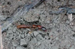 Elegant Rove Beetle thumbnail 2