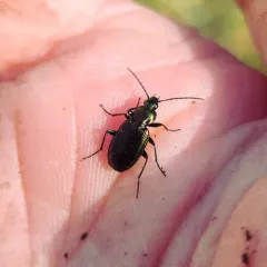 Elegant Purple-green Agonum Beetle thumbnail 2