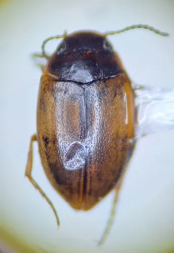 Sanfilippodytes terminalis
