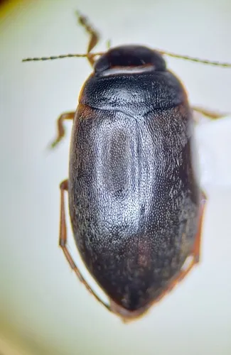 Hydroporus pervicinus